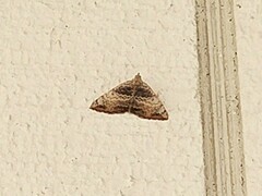 Chrysolarentia mecynata