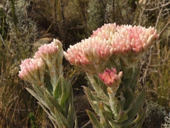 Syncarpha milleflora