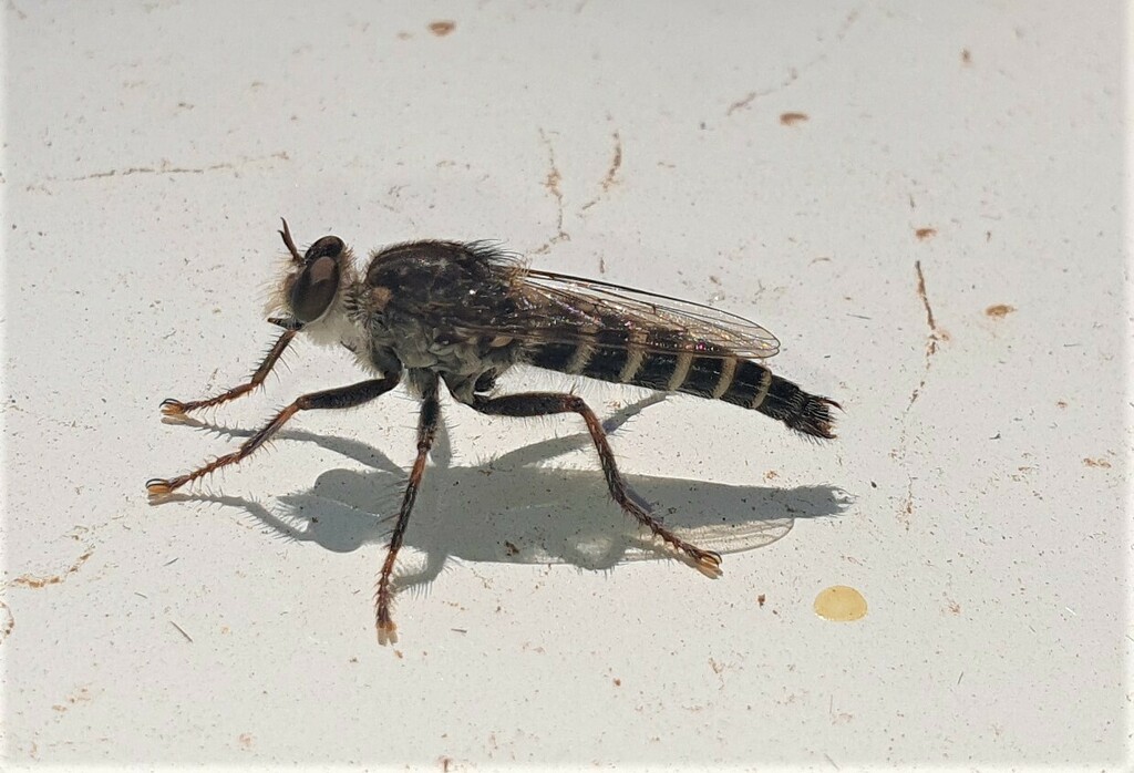 Oratostylum