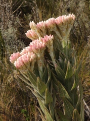 Syncarpha milleflora
