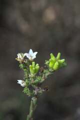 Diosma oppositifolia