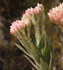 Syncarpha milleflora