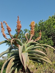 Aloe thraskii