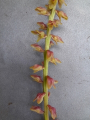 Bulbophyllum