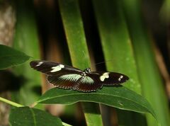 Heliconius doris