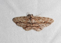 Didymoctenia exsuperata