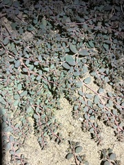 Euphorbia micromera
