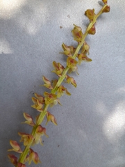 Bulbophyllum