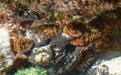 Anemonia mutabilis
