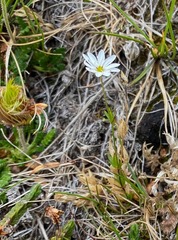 Stellaria longipes