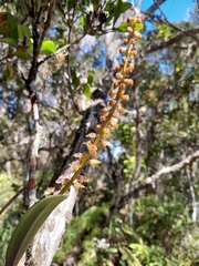 Bulbophyllum