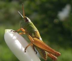 Chorthippus apicalis