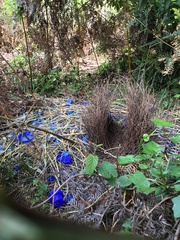 Ptilonorhynchus violaceus