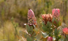 Protea eximia