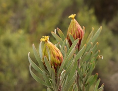 Leucadendron rubrum