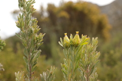 Leucadendron rubrum