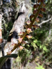 Bulbophyllum