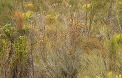Leucadendron rubrum