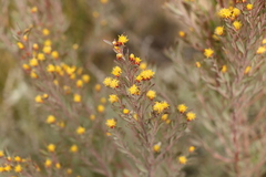 Leucadendron rubrum