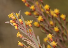 Leucadendron rubrum