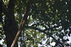 Argya striata
