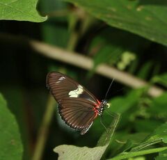 Heliconius doris