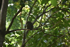 Glaucidium radiatum