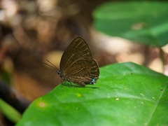 Arhopala epimuta