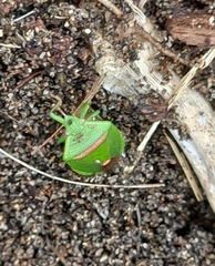 Ocirrhoe unimaculata