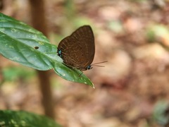 Arhopala epimuta