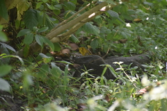 Varanus bengalensis