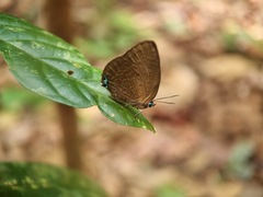 Arhopala epimuta