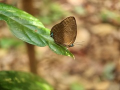 Arhopala epimuta