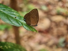 Arhopala epimuta