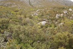 Empleurum unicapsulare