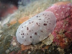Alloiodoris lanuginata