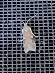 Euzophera semifuneralis