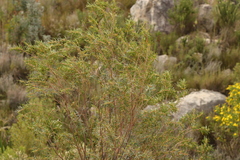 Empleurum unicapsulare