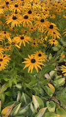 Rudbeckia