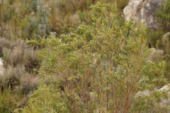 Empleurum unicapsulare
