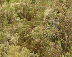 Empleurum unicapsulare