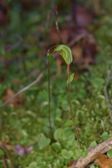 Pterostylis trullifolia