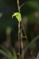 Pterostylis trullifolia