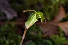 Pterostylis trullifolia
