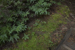 Pterostylis trullifolia