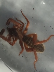 Gluvia dorsalis