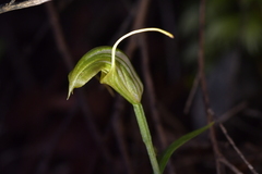 Pterostylis trullifolia