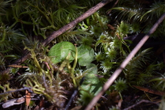 Pterostylis trullifolia