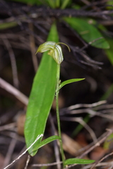 Pterostylis trullifolia