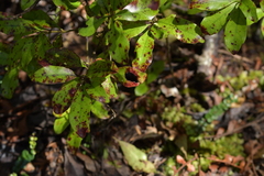 Alseuosmia banksii